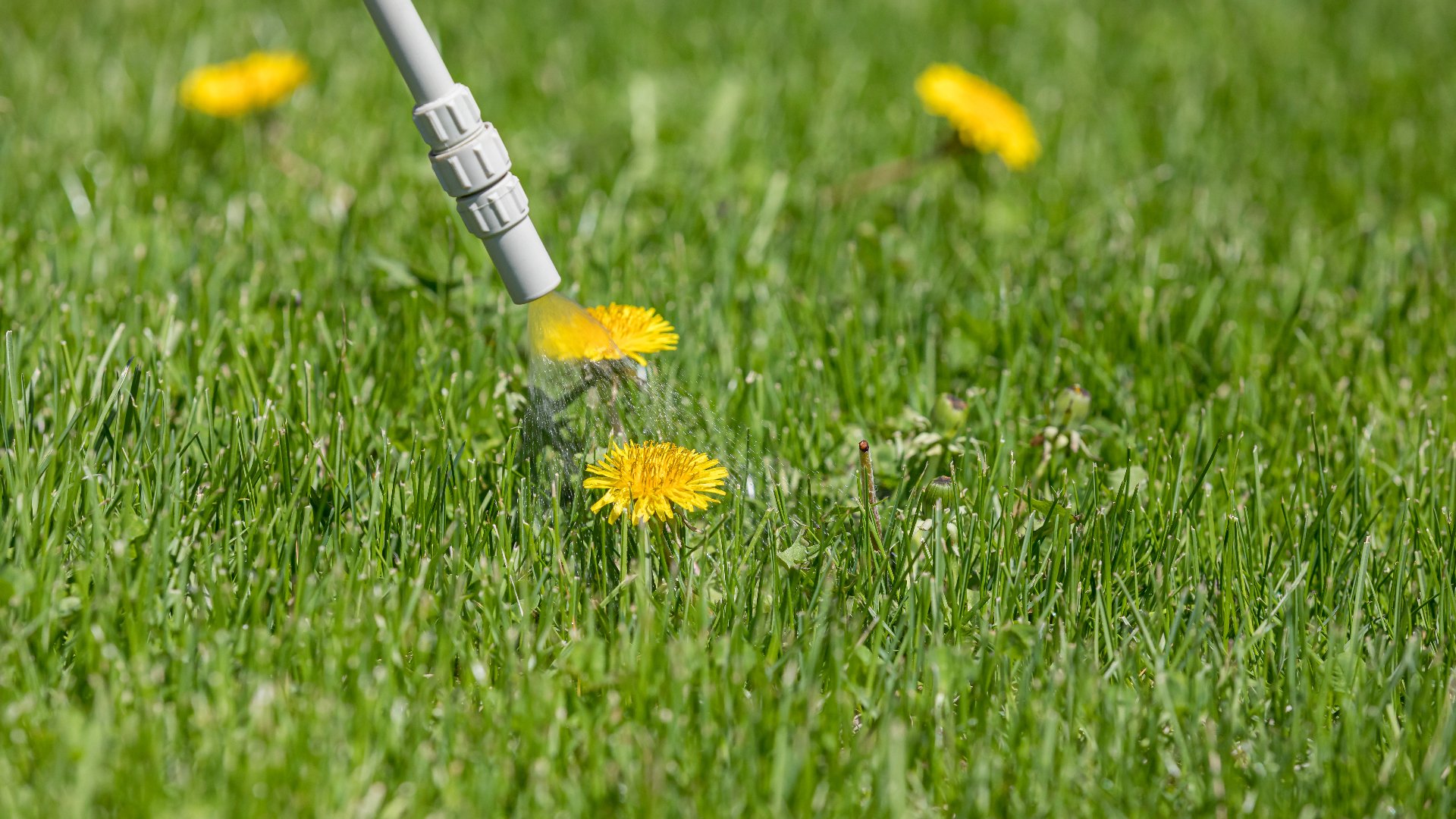 Achieve a Weed-Free Lawn by Using Both Pre- & Post-Emergent Weed Control