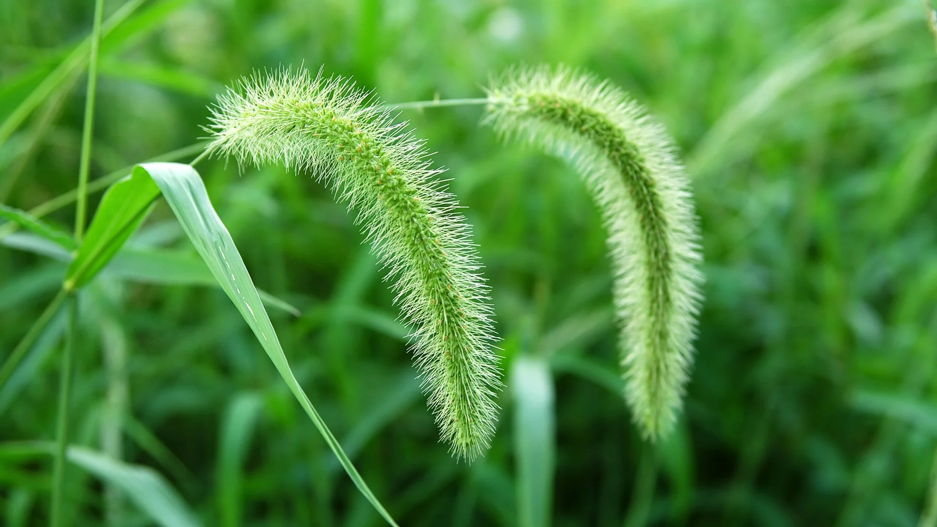 How to Tell What Weeds Are Growing on Your Lawn - Broadleaf vs Grassy