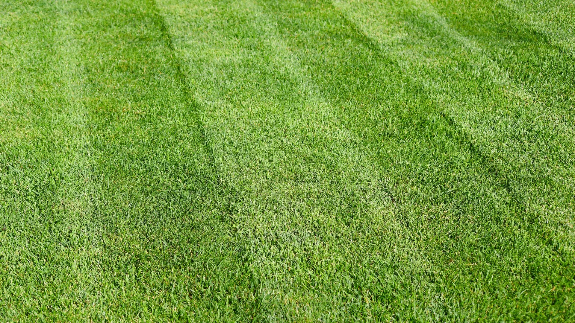 Does Frequent Mowing Help Grass Grow Thicker?