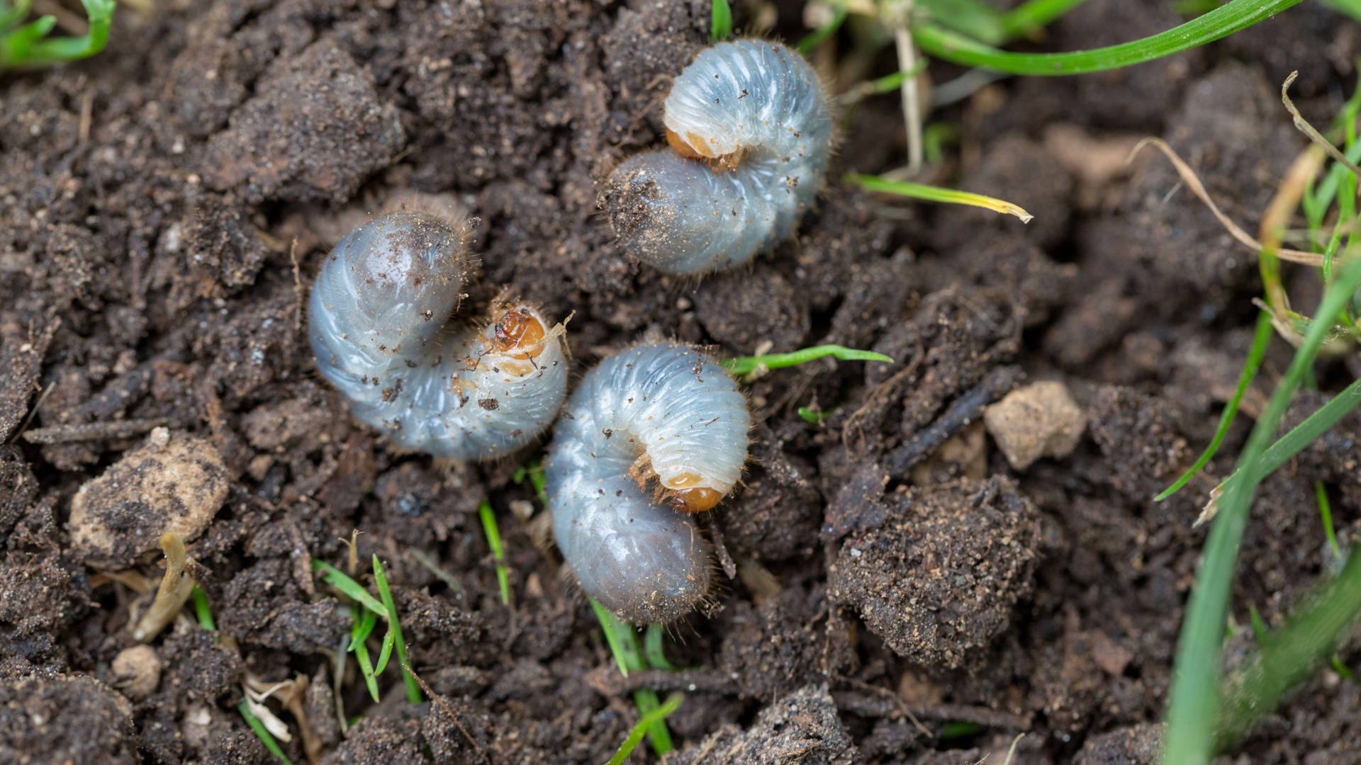 Grubs in the dirt together causing issues near Overland Park, KS.