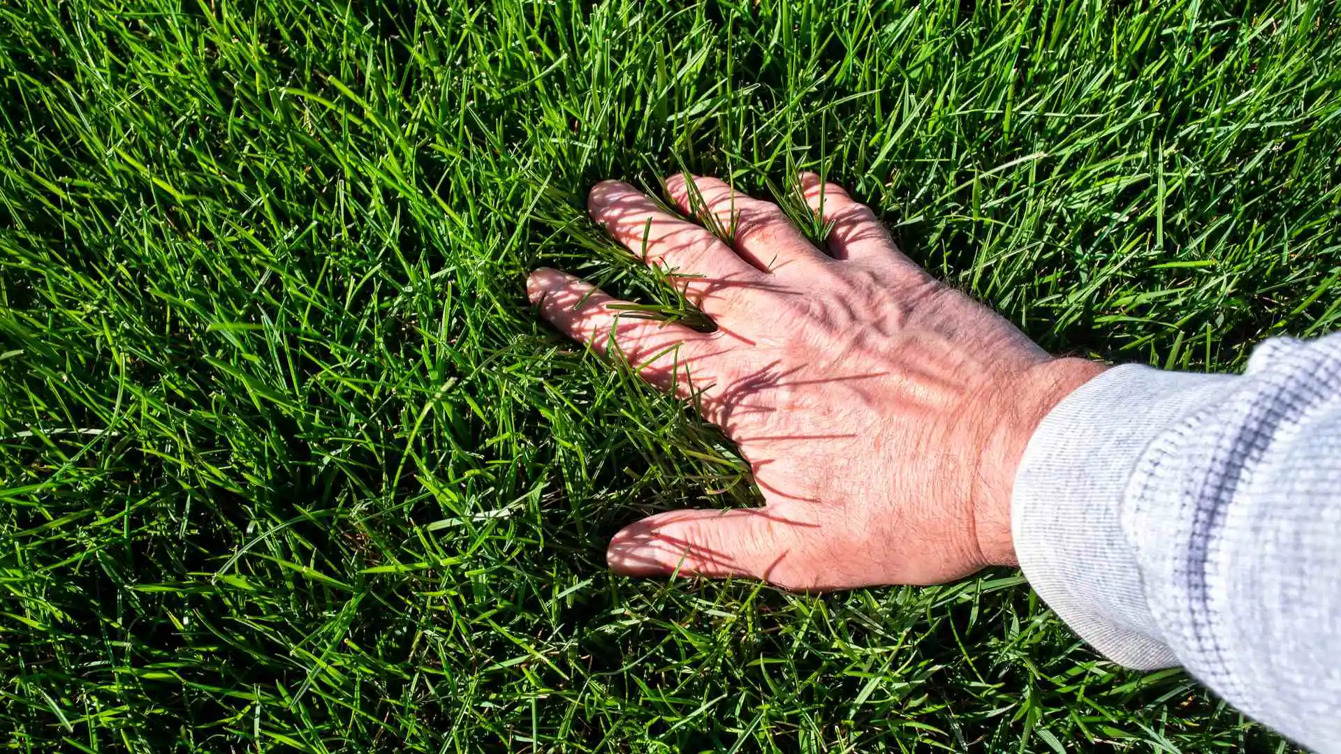 Owner's hand on his lawn feeling the soft, thick grass in Overland Park, KS.