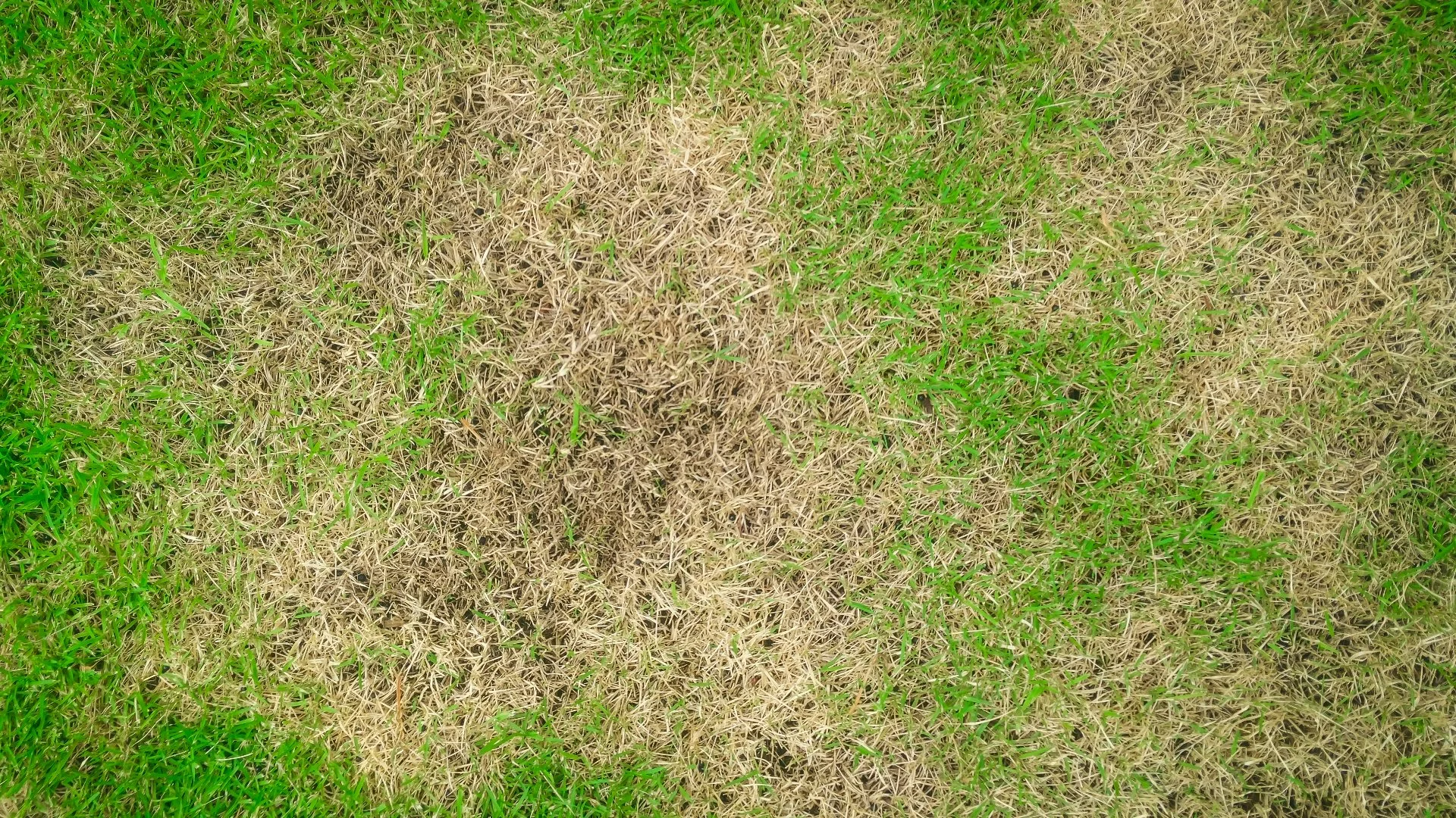 These 3 Turf Diseases Are Common in Overland Park, KS!