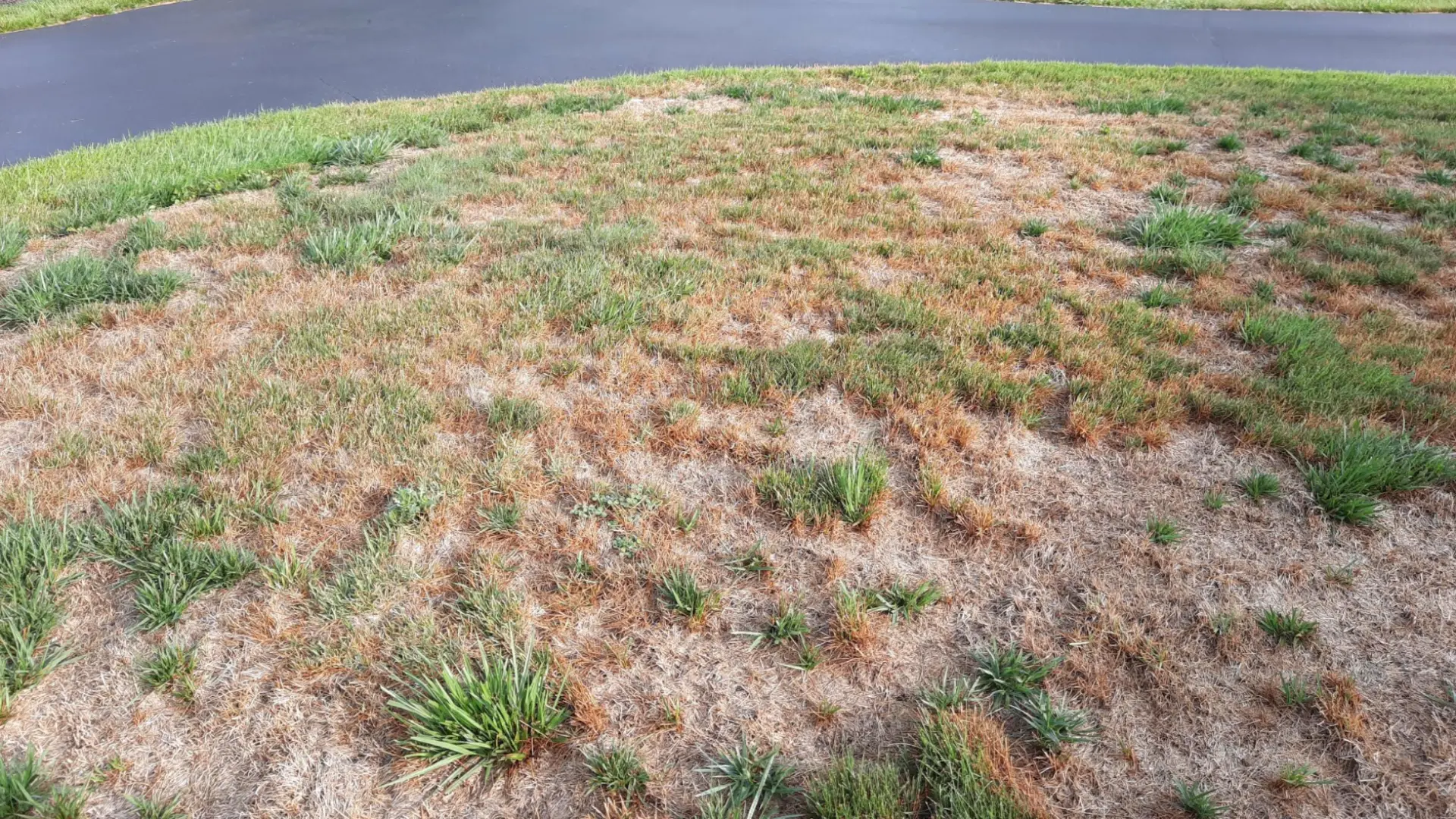Tips on How to Prevent Lawn Diseases From Infecting Your Grass