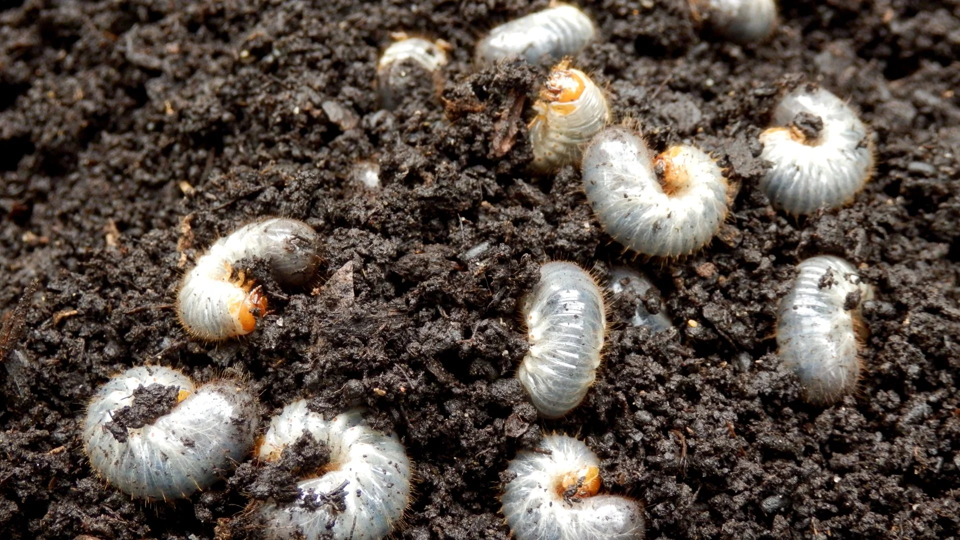 Preventative Grub Control: The Solution You Need for a Grub-Free Lawn