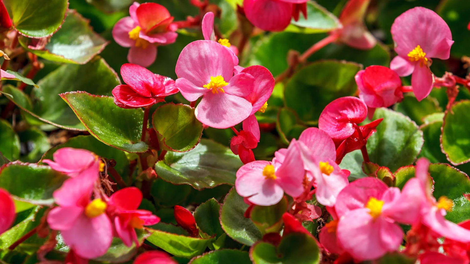 Popular Annual Flowers for Your Summer Landscape
