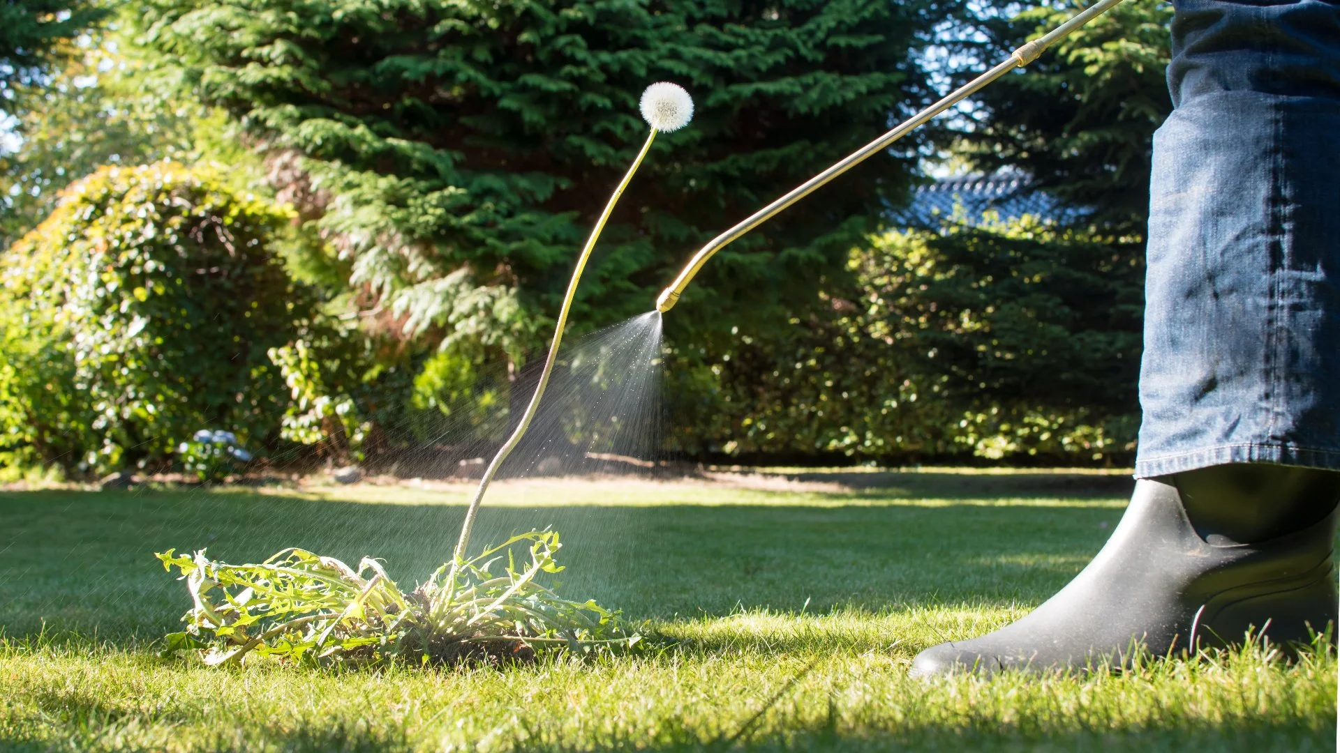 When Does Post-Emergent Weed Control Start Working?