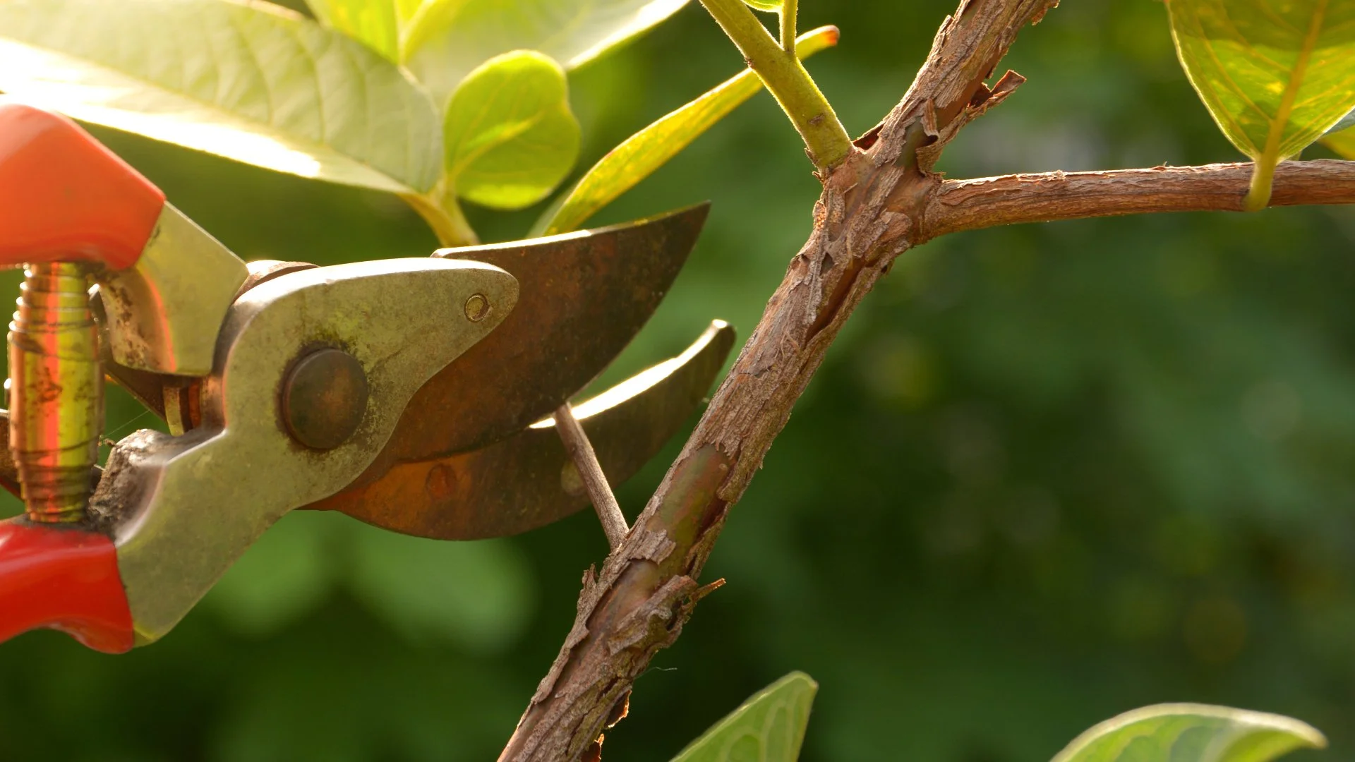What Can Happen if You Over-Prune Your Plants?