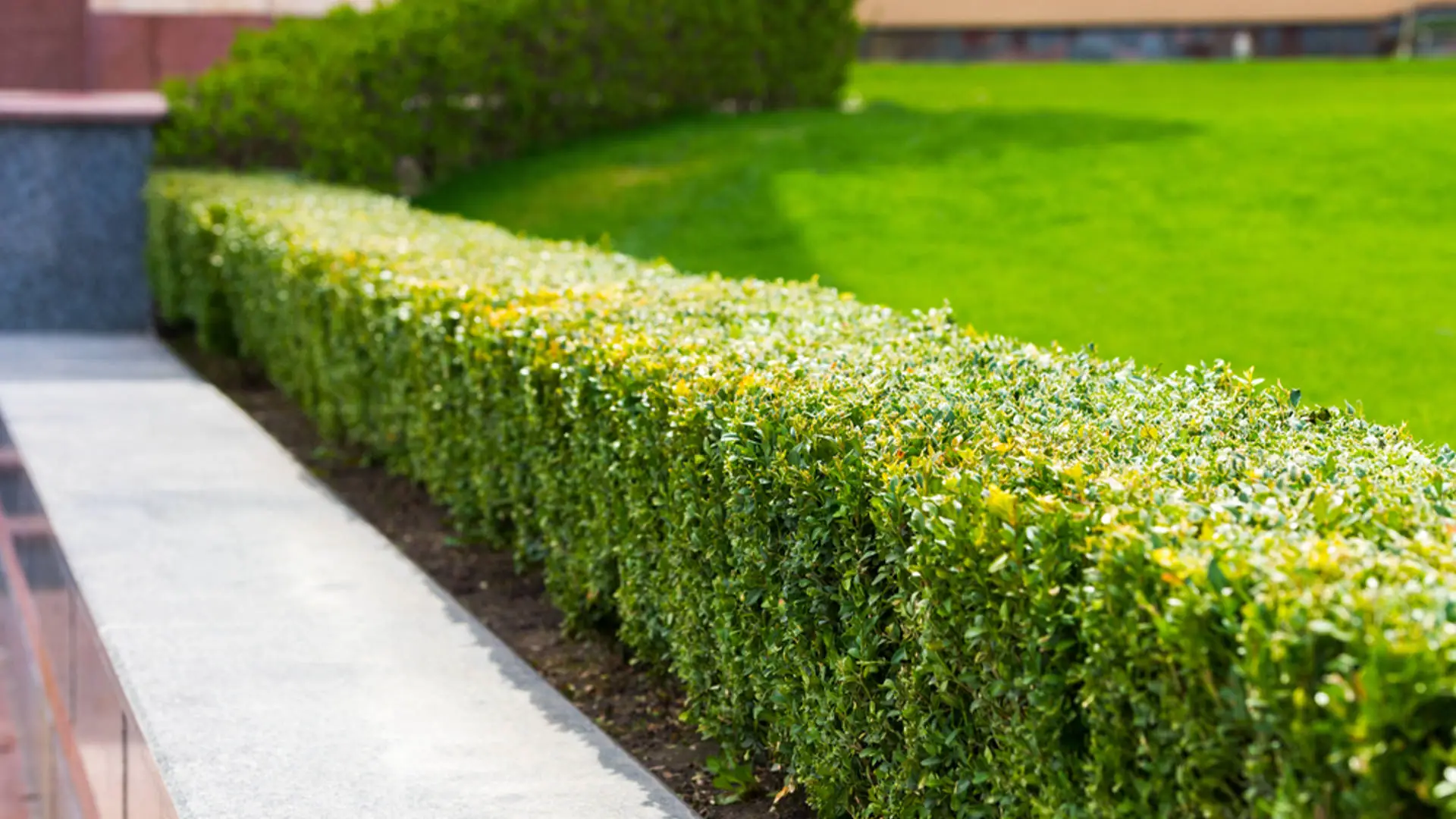 A beautiful hedge that is trimmed and pruned to perfection in Overland Park, KS.
