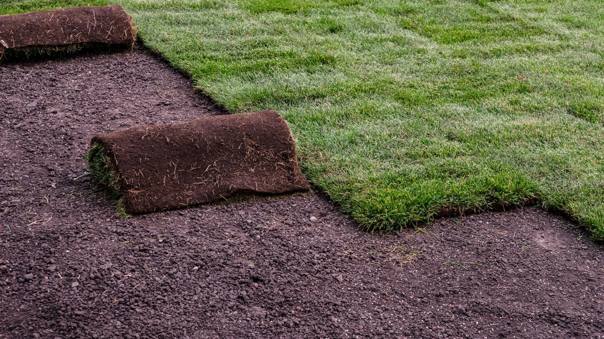 Should You Use Sod or Seeds to Grow Your New Lawn?