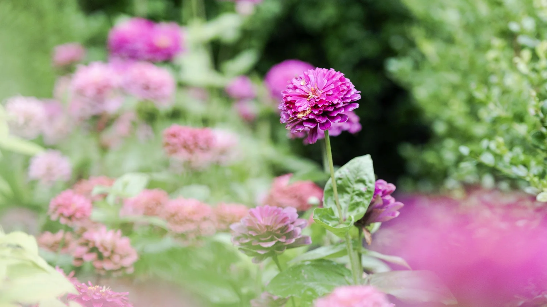 Should You Plant Annual Flowers or Perennials in Your Landscape?