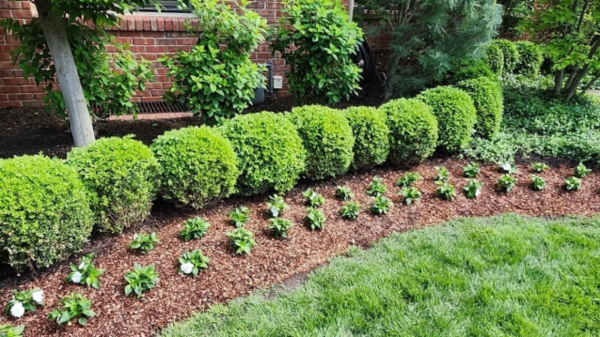 How Often Do Plants Require Trimming & Pruning?