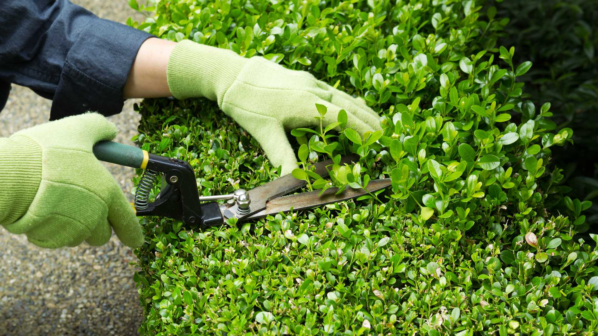Landscape professional trimming a shrub to the perfect shape in Overland Park, KS.