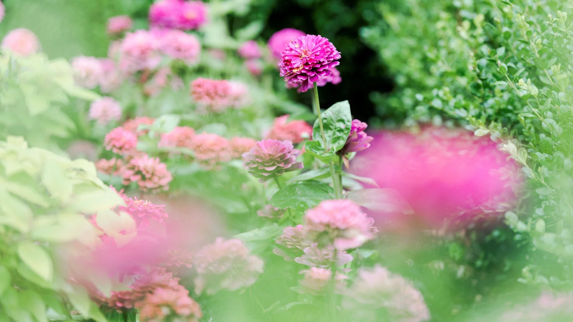 Plant Layering: What It Does for Your Landscape Design