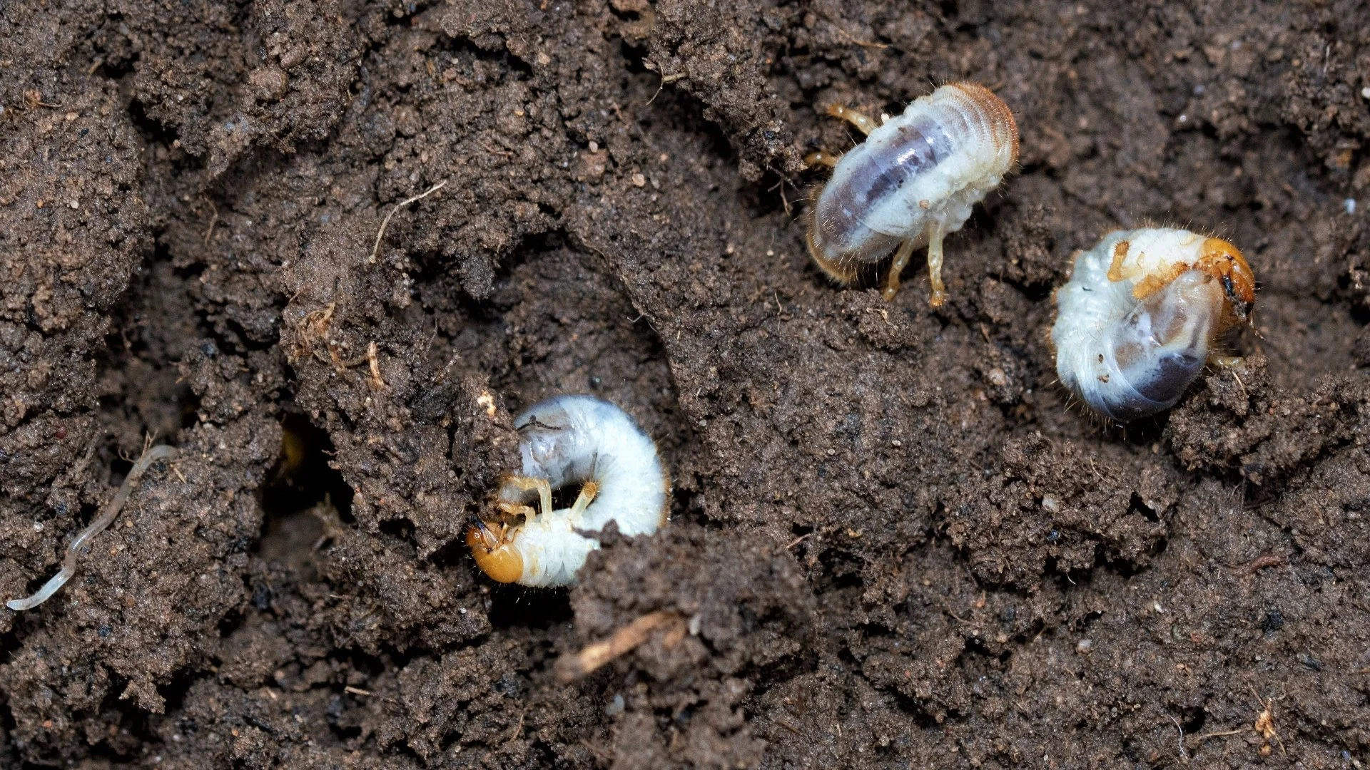 What Lawn Damage Do Grubs Cause?