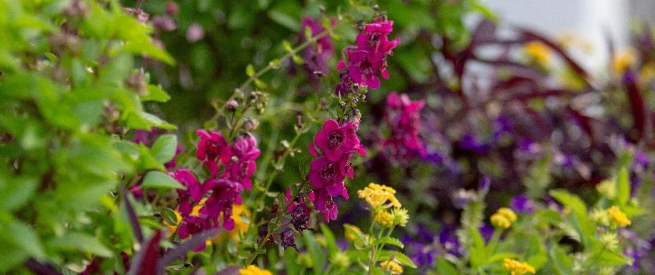 Angelonia flowers on a landscape in Overland Park, KS.