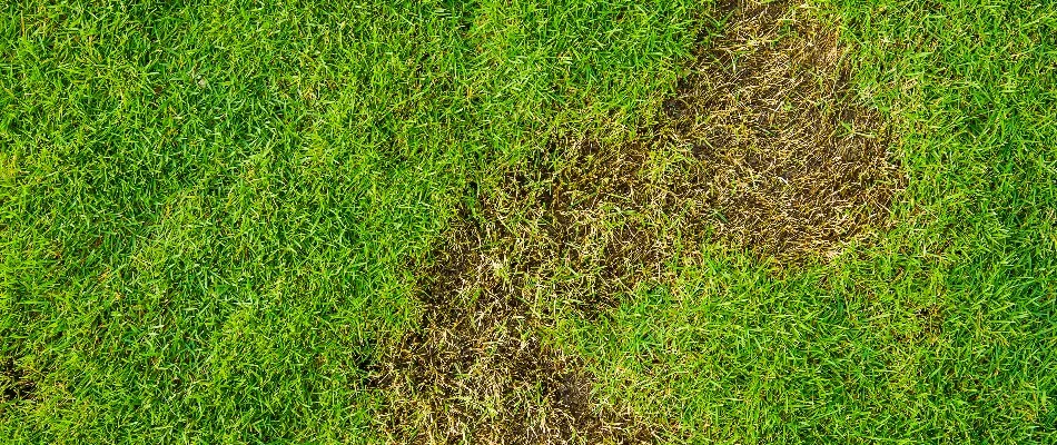 Bare patch on a lawn in Overland Park, KS, caused by grubs.