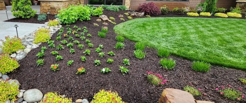 Black mulch on a landscape bed in Overland Park, KS, with plants and flowers.