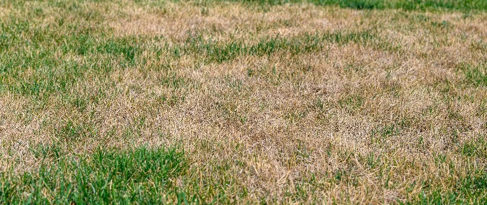 Brown patch disease on grass in Overland Park, KS.