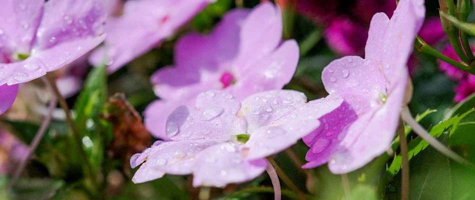 Close up of a SunPatiens flower in Overland Park, KS.