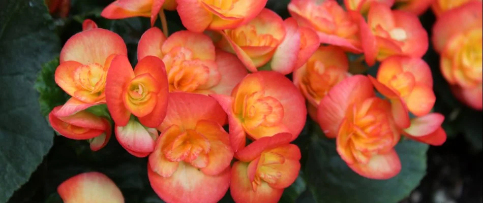Close up of begonia flowers in Overland Park, KS.