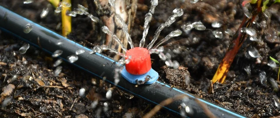 Emitter of a drip irrigation system in Overland Park, KS.