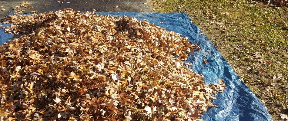 Dry leaves on a tarp in Overland Park, KS.