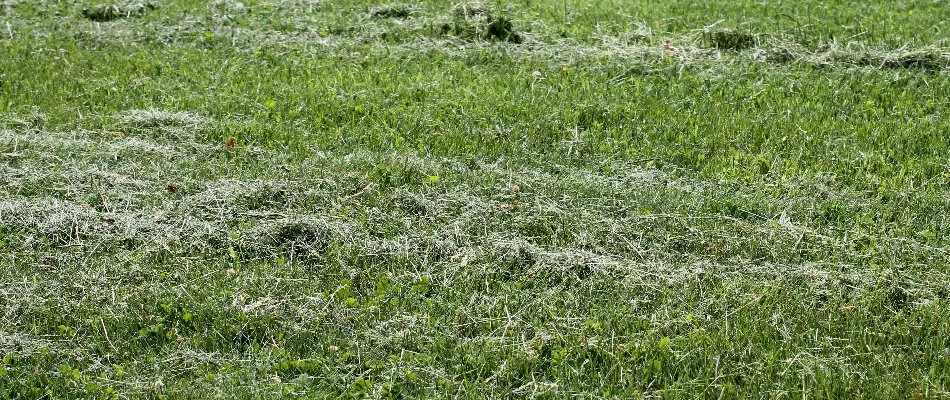 Grass clippings on a lawn in Overland Park, KS.
