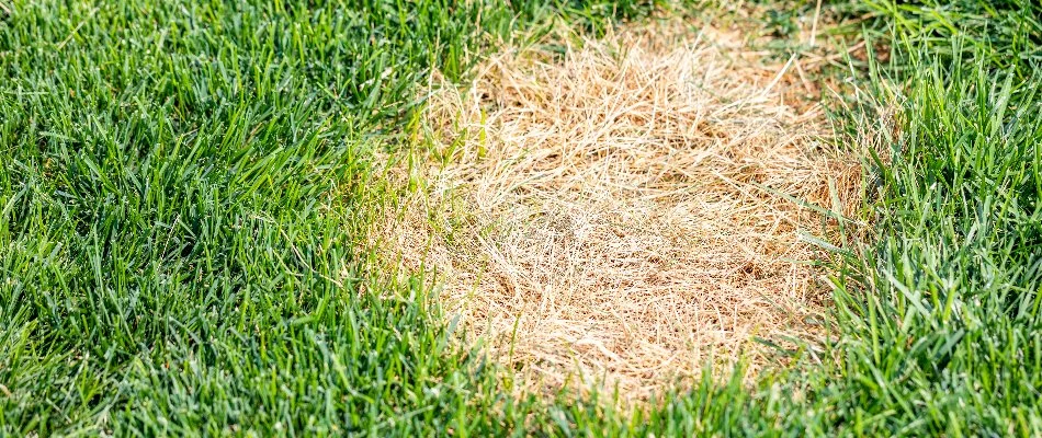 Grass in Overland Park, KS, with dollar spot disease.