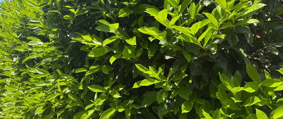 Green leaves of a plant in Overland Park, KS.