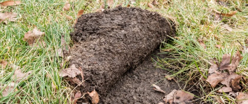 Grub-infested lawn in Overland Park, KS, lifted up like a carpet.