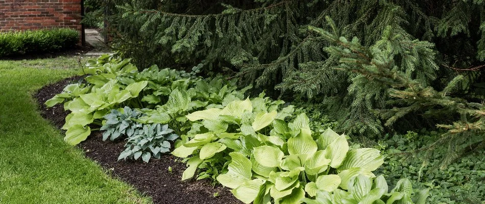 Landscape bed in Overland Park, KS, with mulch and green plants.