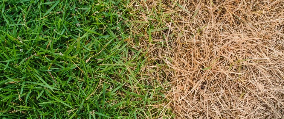 Lawn in Overland Park, KS, with partially green and scorched grass.
