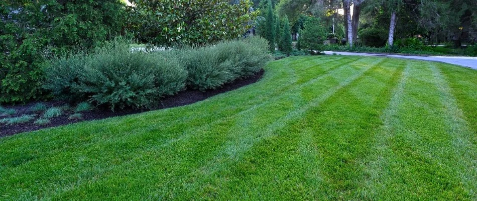 Lush, green grass besides a landscape bed in Overland Park, KS.