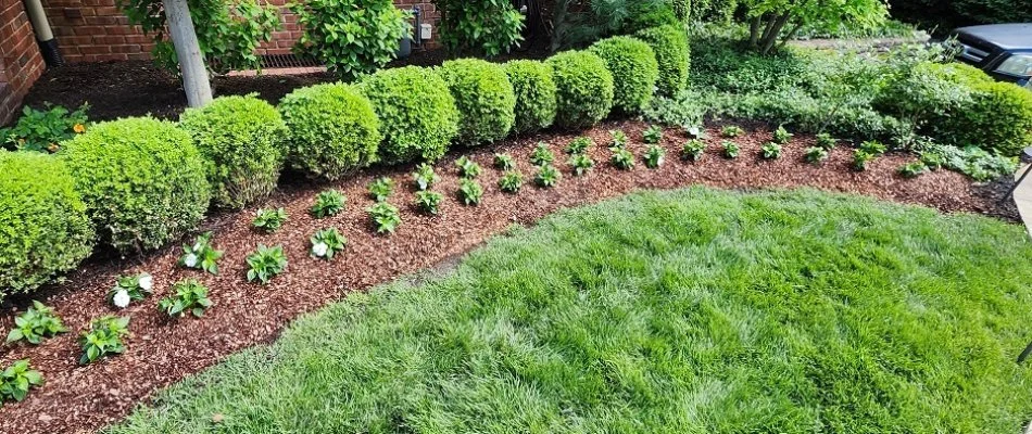 Mulch on a landscape in Overland Park, KS, with shrubs.