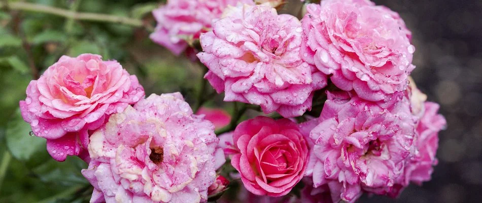 Pink flowers on a landscape in Overland Park, KS.