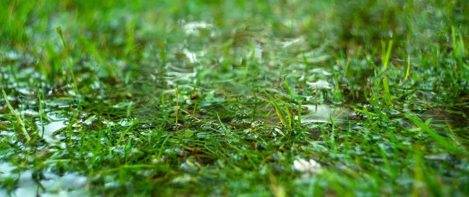 Puddle on a lawn in Overland Park, KS.