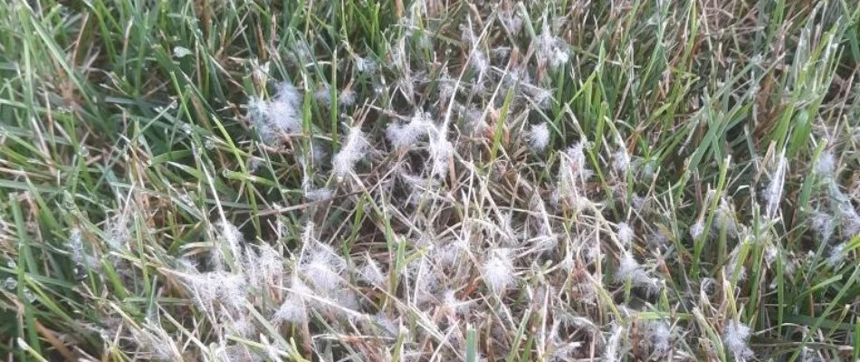 Pythium blight disease on grass blades in Overland Park, KS.