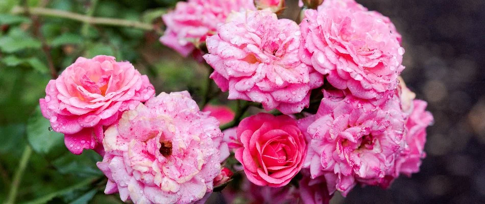 Several pink roses in Overland Park, KS.