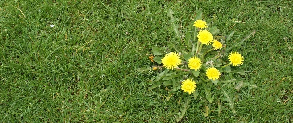 Dandelion weed on a lawn in Overland Park, KS.