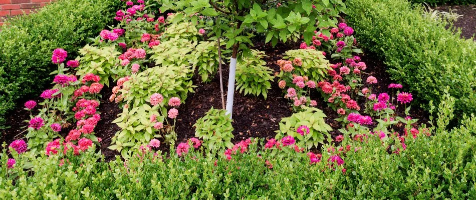 Landscape bed with pink flowers in Overland Park, KS.