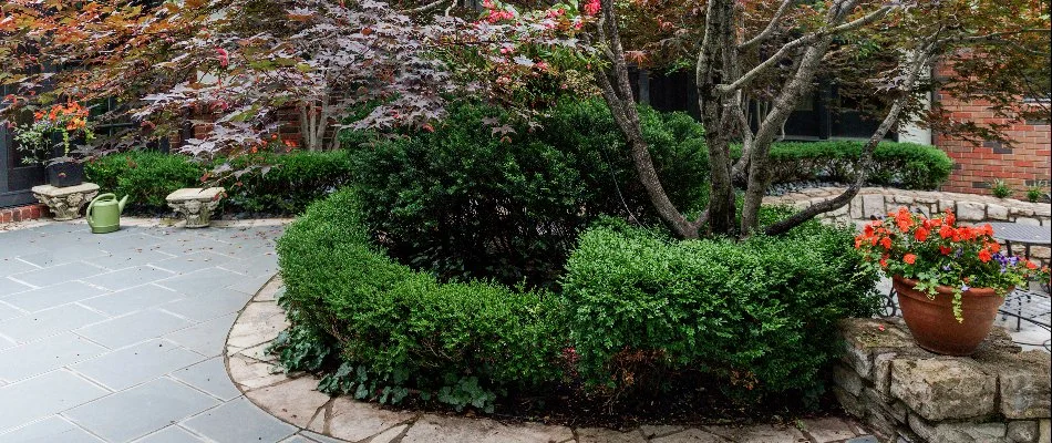 Trees and shrubs around a patio in Overland Park, KS.