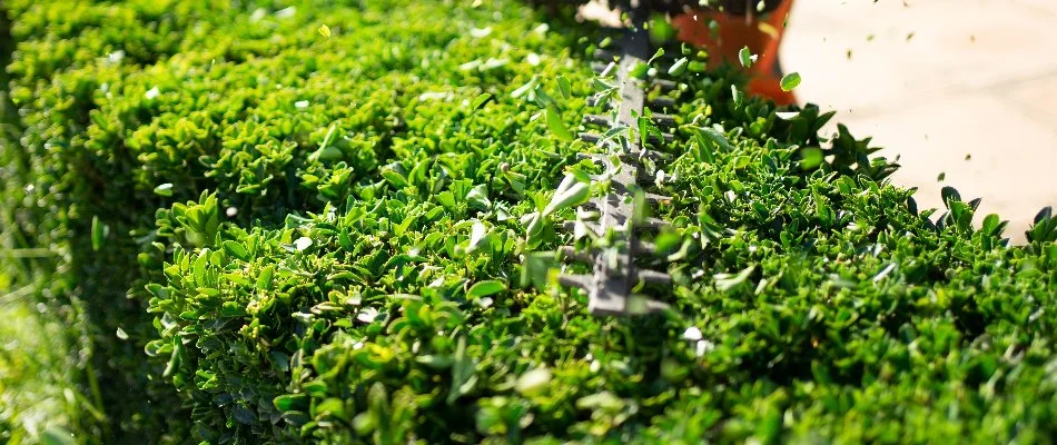 Trimming a green shrub in Overland Park, KS.