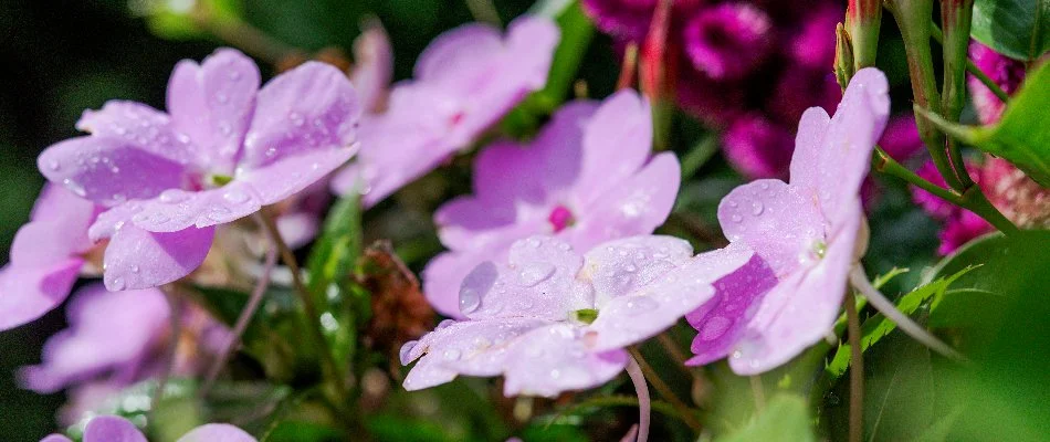 Water droplets on the petals of SunPatiens flowers in Overland Park, KS. 
