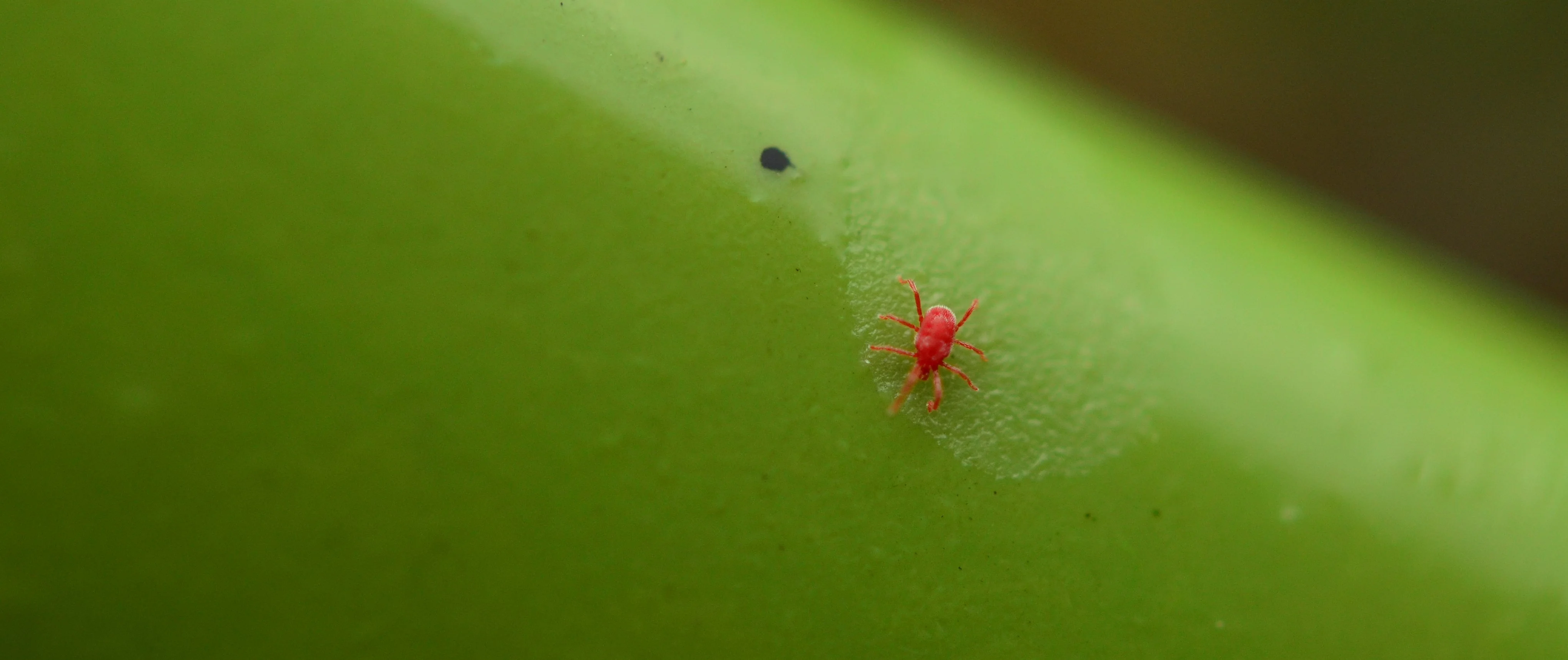 Chigger in Lee's Summit, MO on a plant stem.