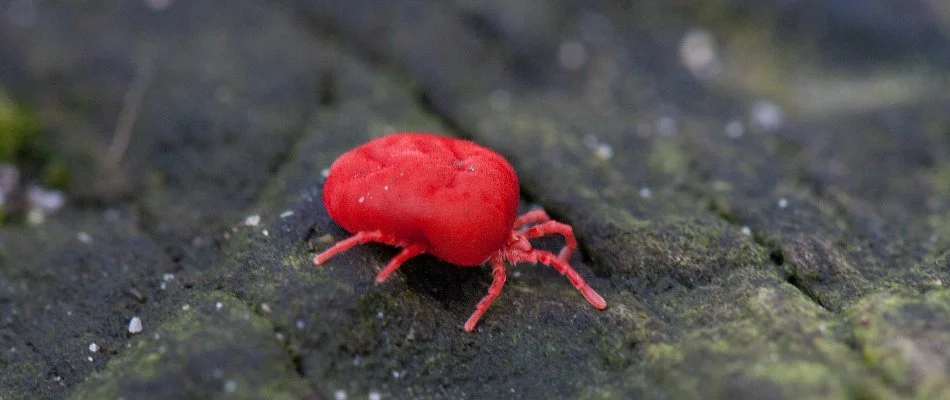 Close up of a chigger in Overland Park, KS.