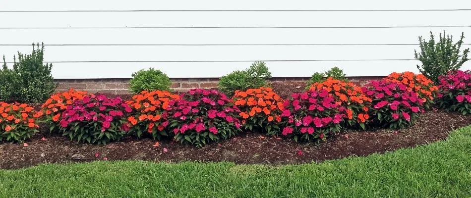 Colorful plants in a landscape bed.