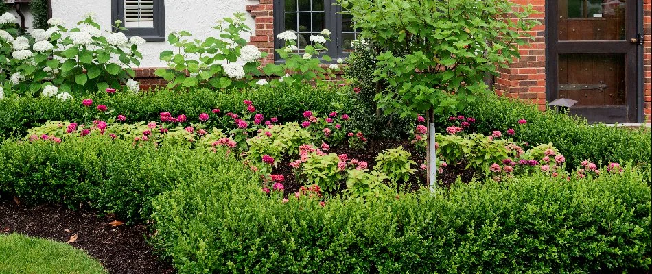 Dense shrubs in Raymore, MO, beside colorful flowers.