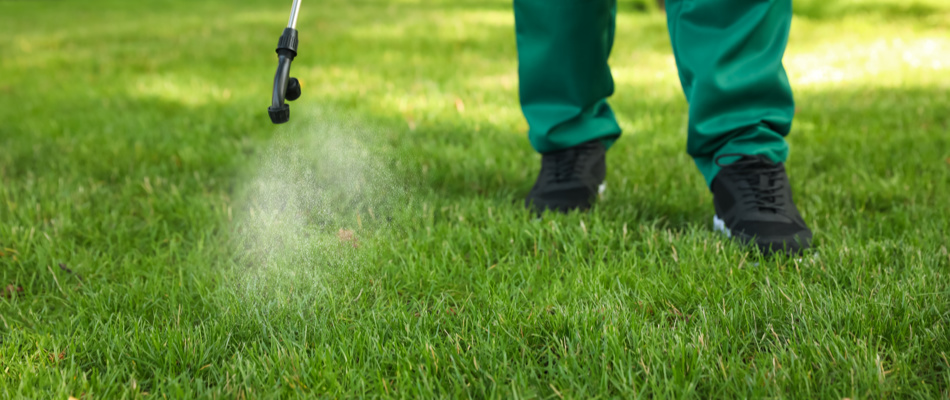 Professional spraying a lawn to kill fleas and ticks.