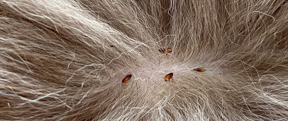 Fleas crawling under a dogs fur in Leawood, KS.