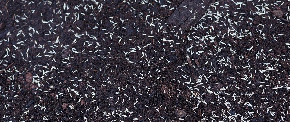 Grass seed on top of soil on a property in Overland Park, KS.